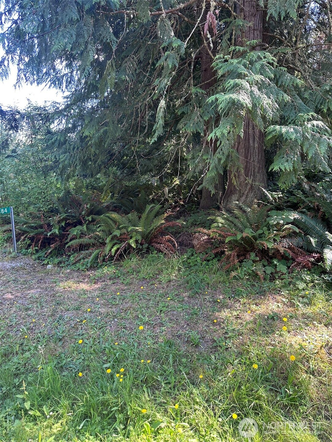 144 Took A Look Lane Sequim, WA 98382 - Photo 38 of 39 a view of a yard with plants and large trees