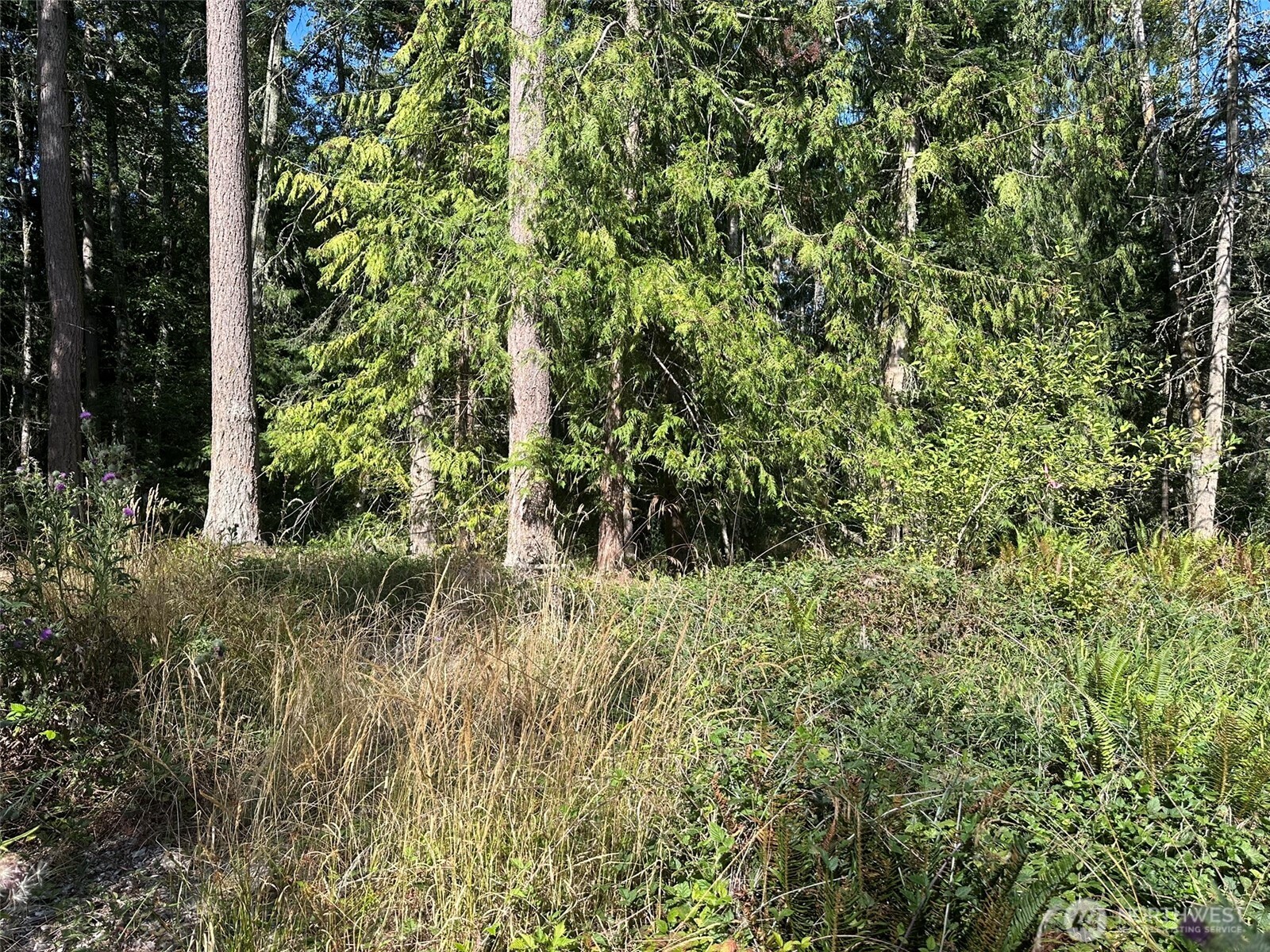 144 Took A Look Lane Sequim, WA 98382 - Photo 39 of 39 a view of a lush green forest