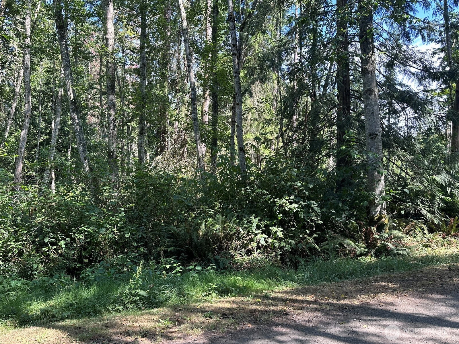 144 Took A Look Lane Sequim, WA 98382 - Photo 6 of 39 a view of a yard with plants and trees
