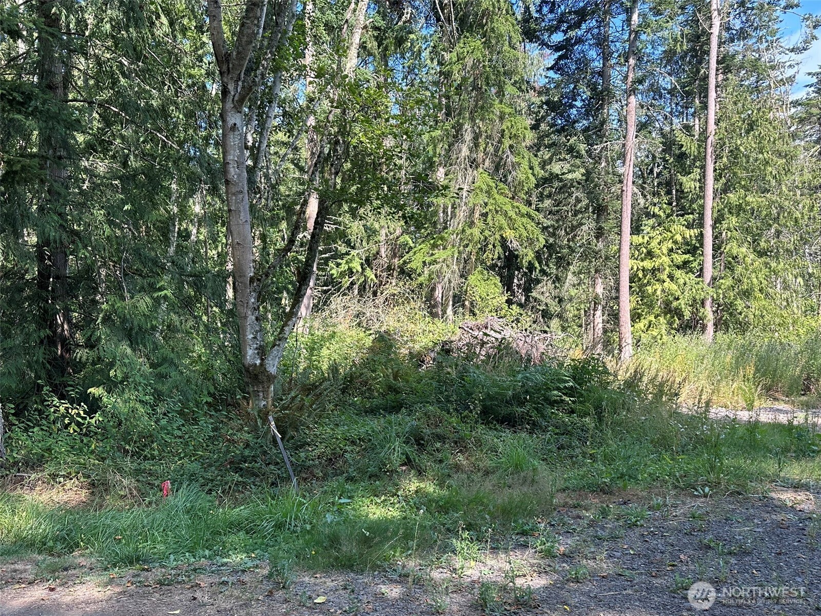 144 Took A Look Lane Sequim, WA 98382 - Photo 7 of 39 a view of a forest with lush green forest