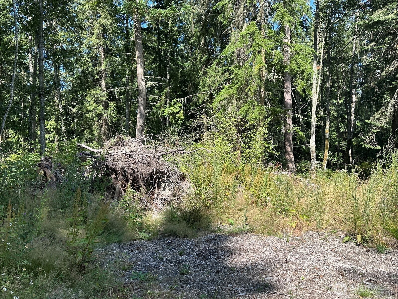 144 Took A Look Lane Sequim, WA 98382 - Photo 10 of 39 a view of a yard with plants and large trees