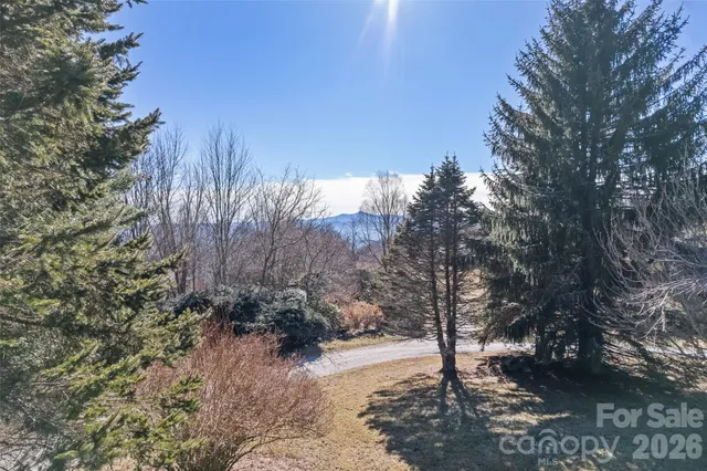 a view of a forest with trees in the background