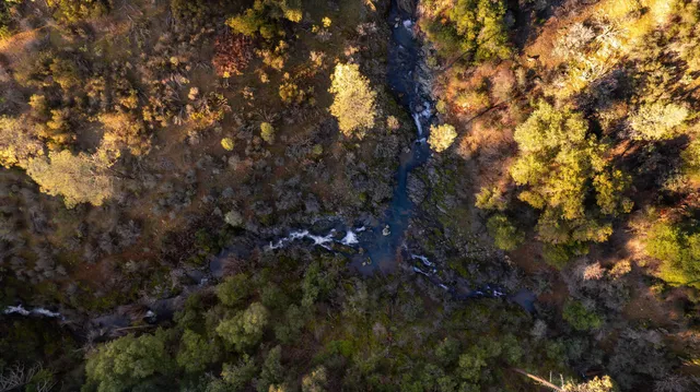a view of a tree in a forest