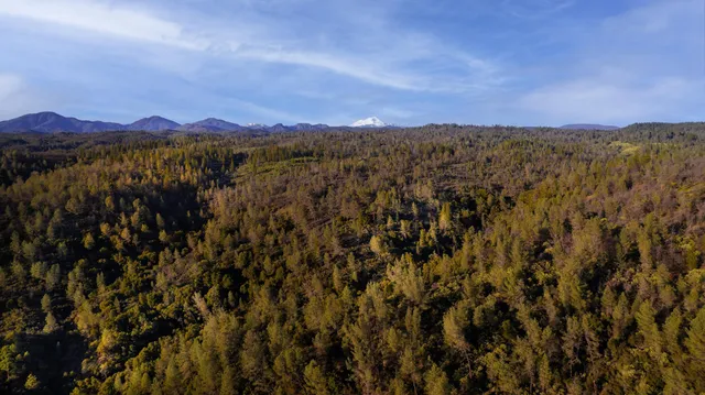 a close up of a tree