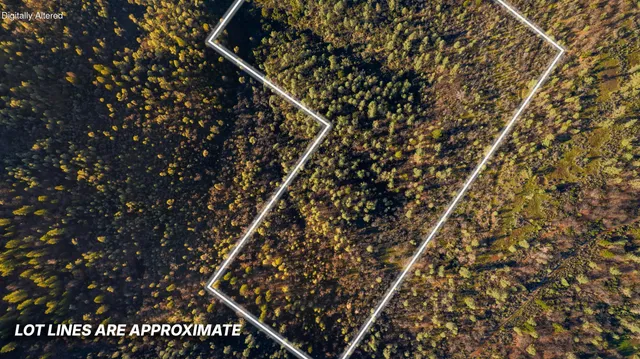 a close up of a tree