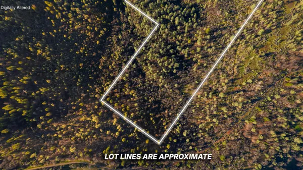 a close up of a tree