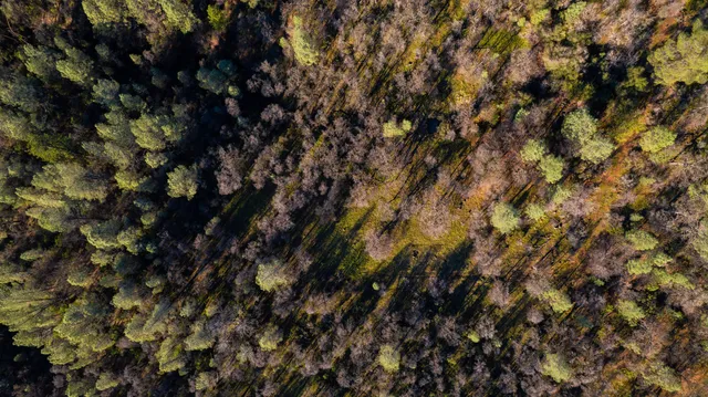 a close up of a tree