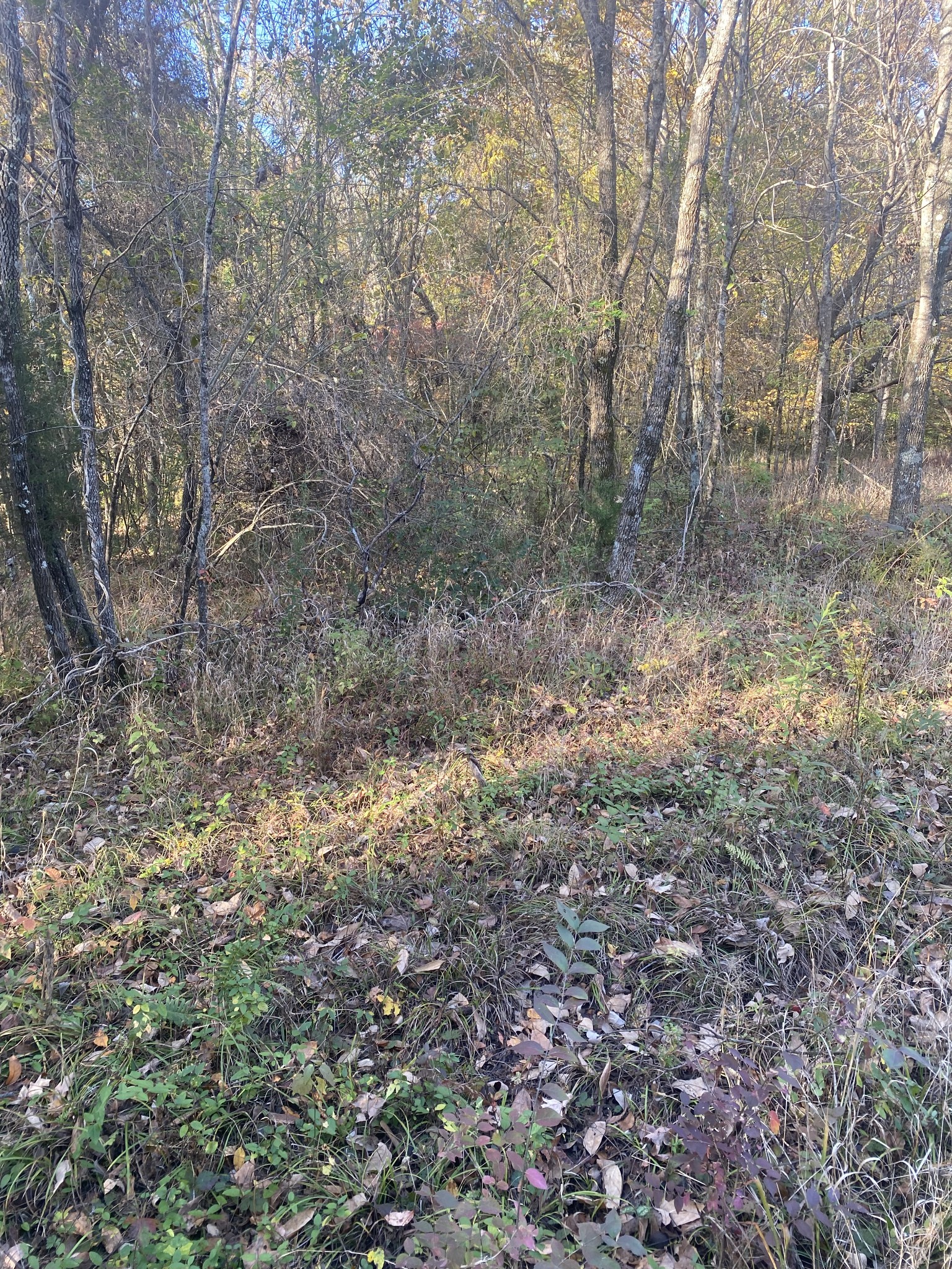 0 Simms Heights Road Kingston Springs, TN 37082 - Photo 5 of 6 a view of a forest with trees in the background