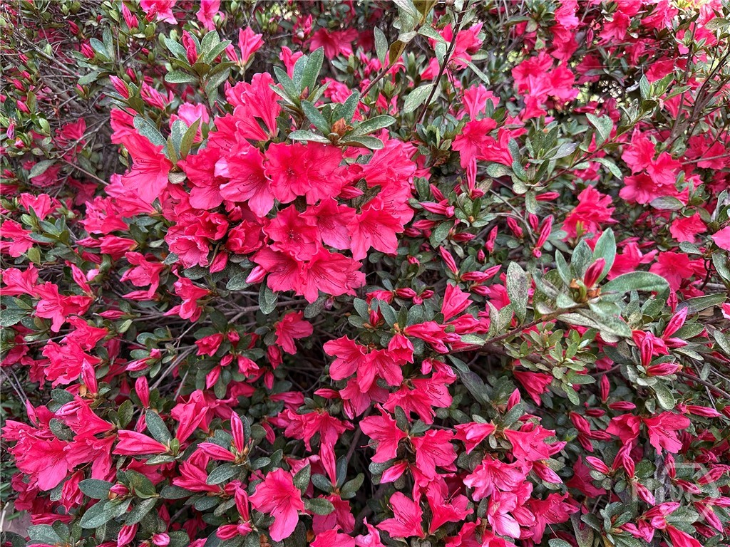 1104 Farm Road Colbert, GA 30628 - Photo 34 of 39 Azalea