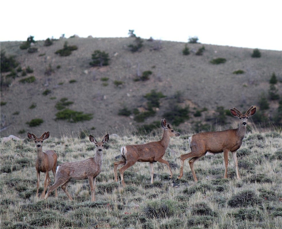 Tbd Tbd Ranger Way Red Lodge, MT 59068 - Photo 27 of 37 Gallery Image 27