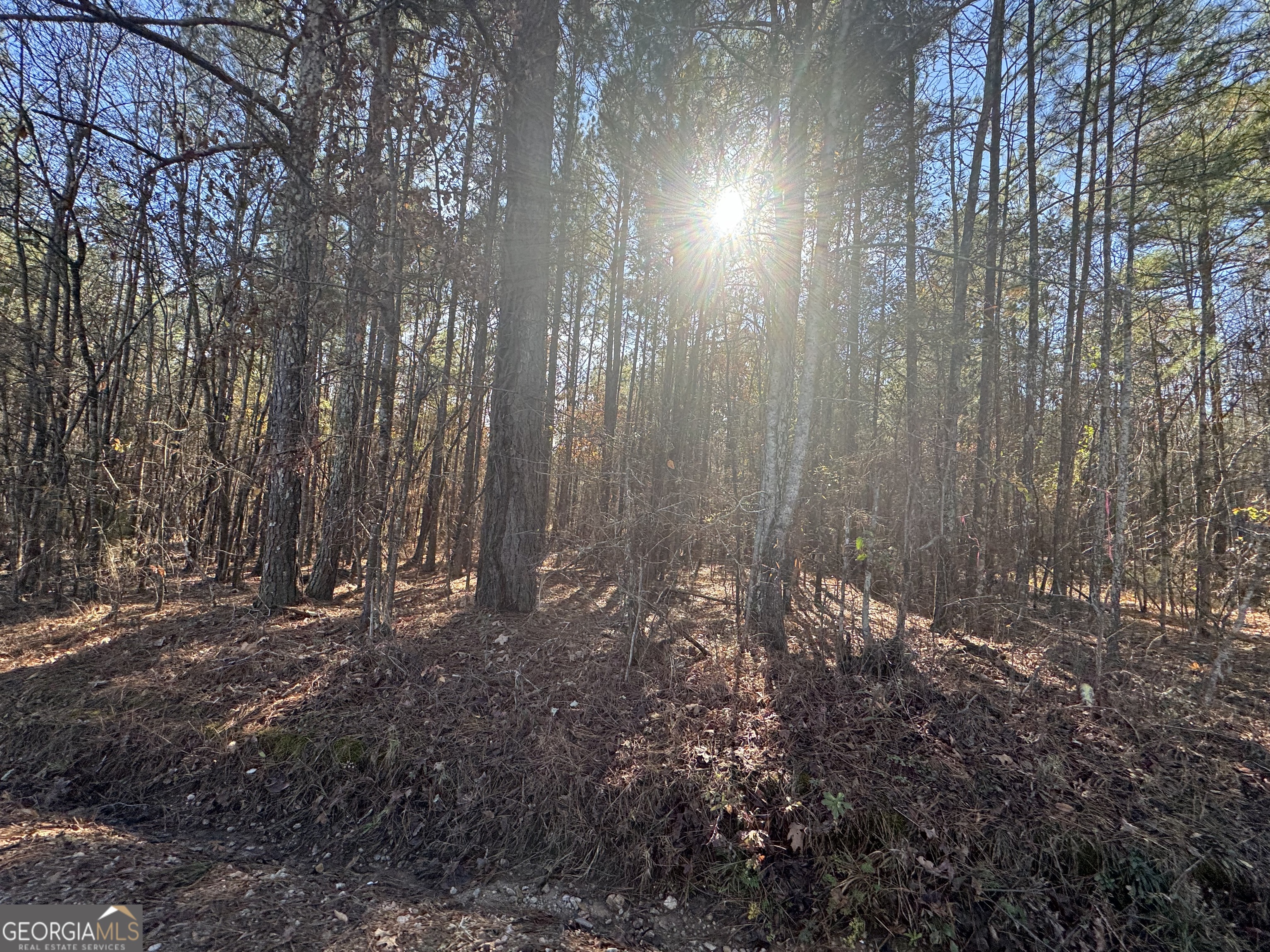 a view of trees and covered with trees