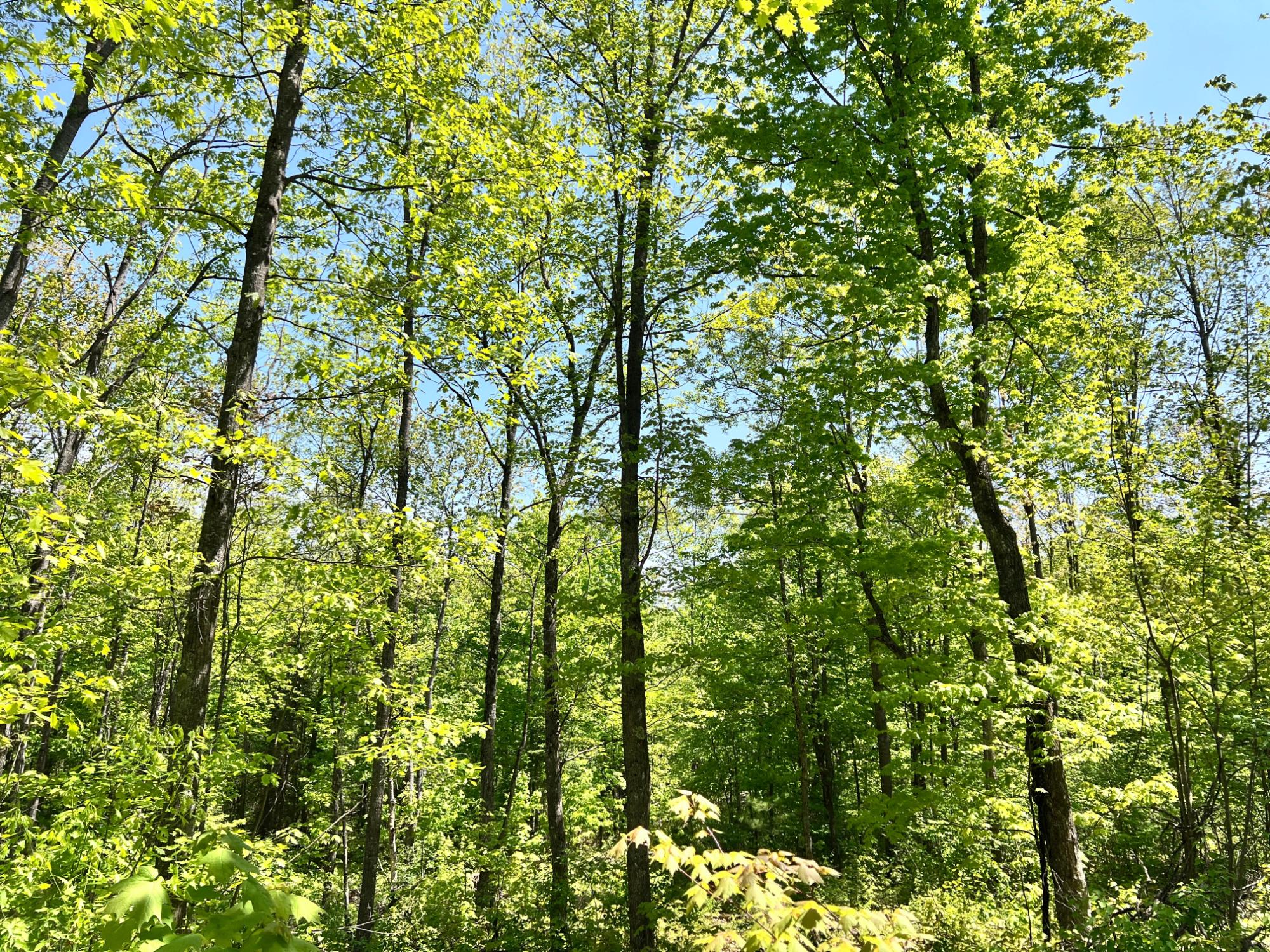 Lot 5 Timbercrest Way Conover, WI 54519 - Photo 9 of 14 Gallery Image 9