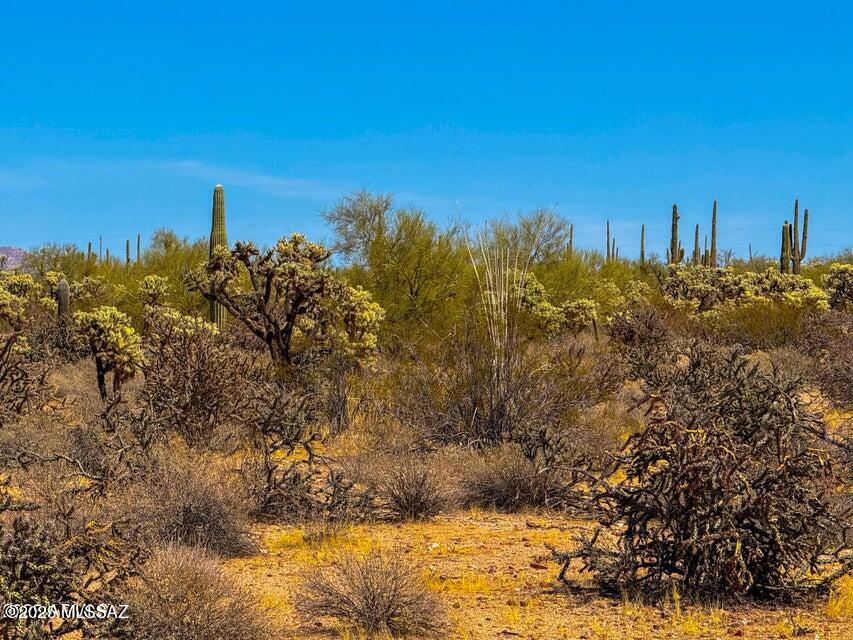 0 North Hohokam Road Florence, AZ 85132 - Photo 6 of 26 a view of a yard with a tree