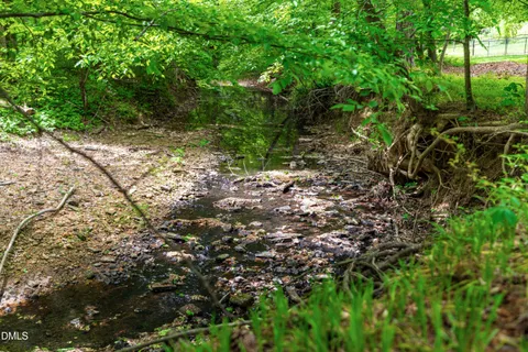 a view of a forest with a tree