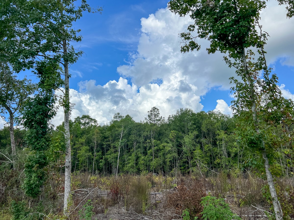 2 Fm 92 Woodville, TX 75979 - Photo 11 of 15 a view of a lake in middle of forest