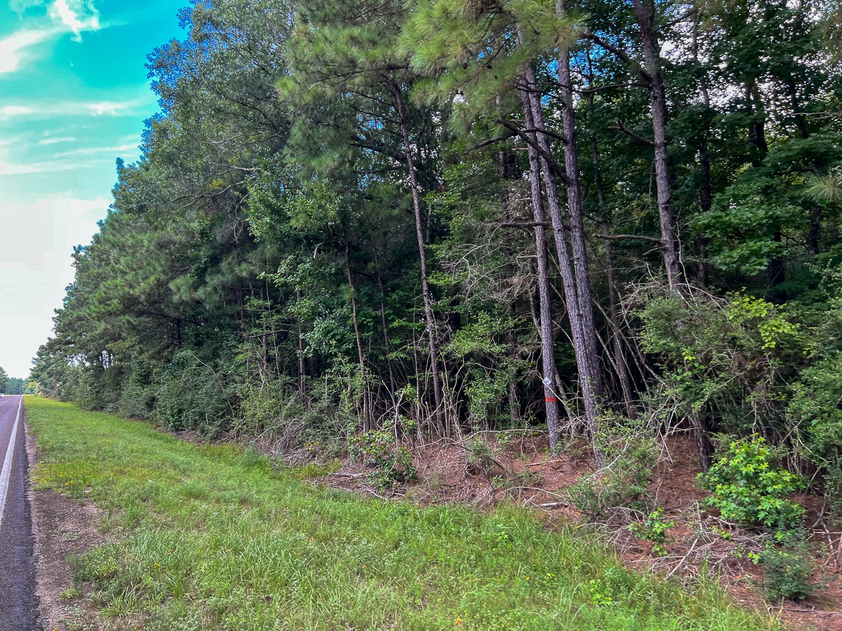 2 Fm 92 Woodville, TX 75979 - Photo 15 of 15 a view of a forest with a tree