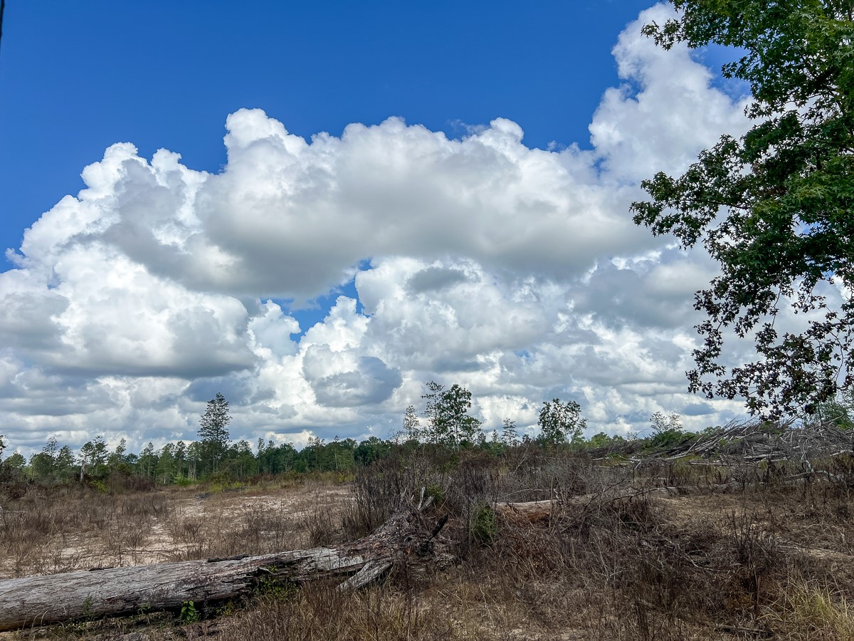2 Fm 92 Woodville, TX 75979 - Photo 8 of 15 a view of a lake