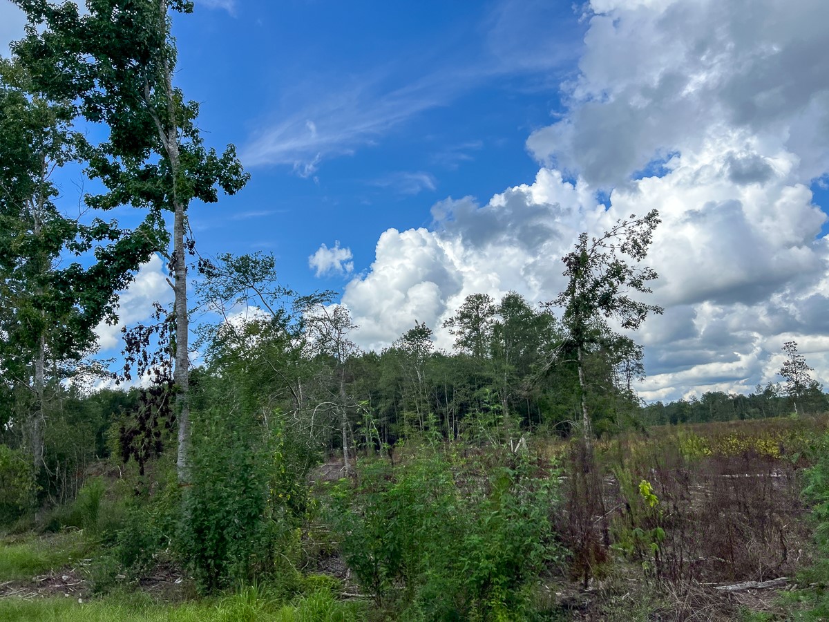 2 Fm 92 Woodville, TX 75979 - Photo 10 of 15 a view of a city