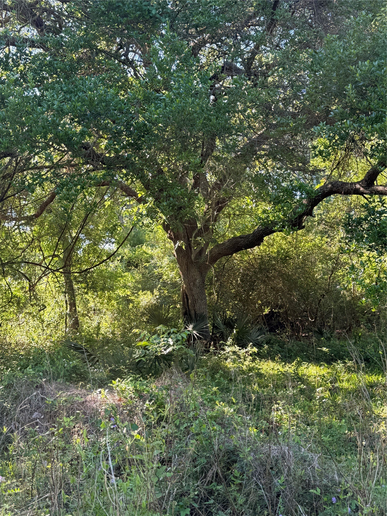 281 Rd Sargent Tx 77414 Road Sargent, TX 77414 - Photo 21 of 23 a view of outdoor space and tree