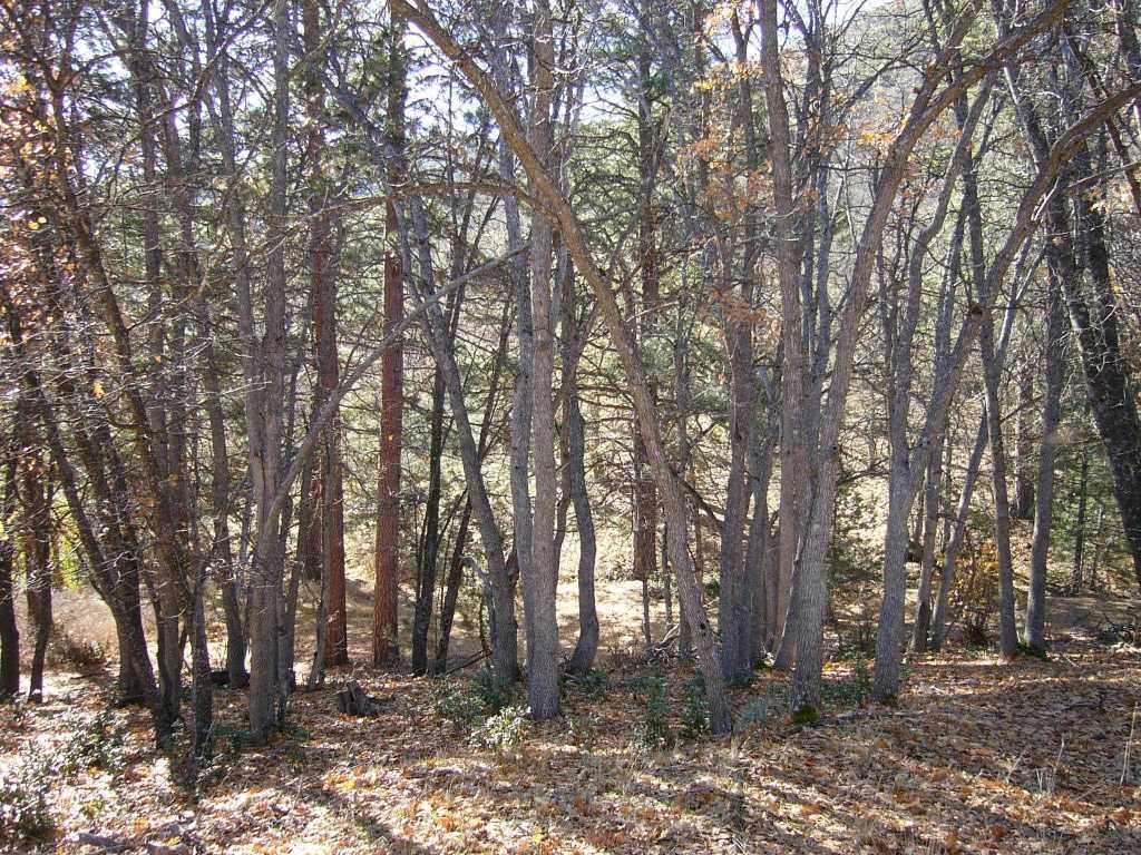 20 Acres Scarface Road Gazelle, CA 96034 - Photo 4 of 34 Gallery Image 4