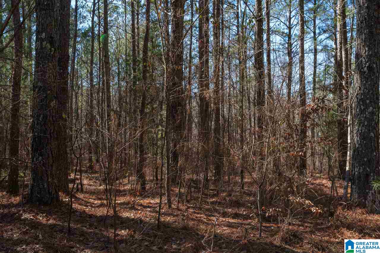 539 Jim Bagwell Road Empire, AL 35063 - Photo 26 of 35 Gallery Image 26