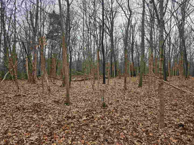 $39,000 | 0 East Mozart Road, Woodlawn, IL 62898