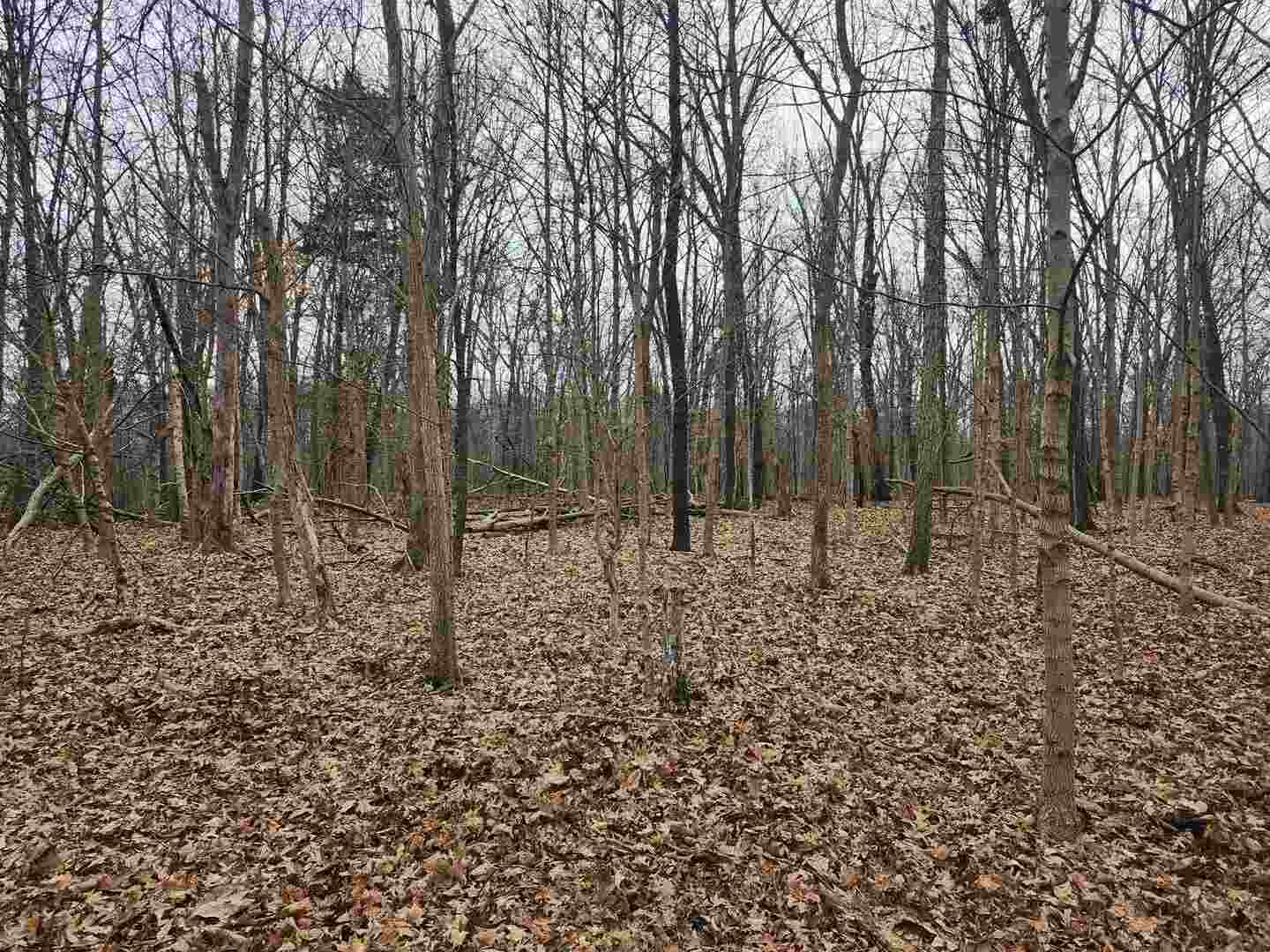0 East Mozart Road Woodlawn, IL 62898 - Photo 5 of 7 a backyard of a house with lots of green space