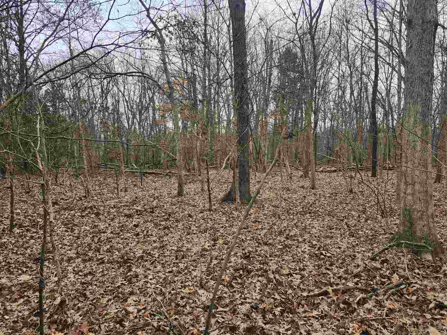 0 East Mozart Road Woodlawn, IL 62898 - Photo 6 of 7 a backyard of a house with lots of green space