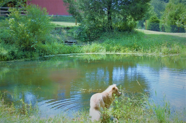 3626 Crafton Foster Road Mount Pleasant, TN 38474 - Photo 44 of 53 Gallery Image 44