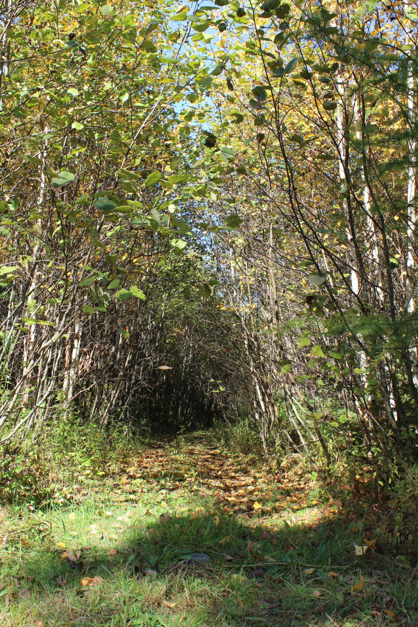 15 Sunrise Ridge Milo, ME 04463 - Photo 12 of 12 IMG_1515