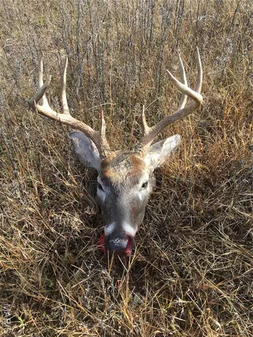 $675,000 | 0 County Road 330, Redford, MO 63665