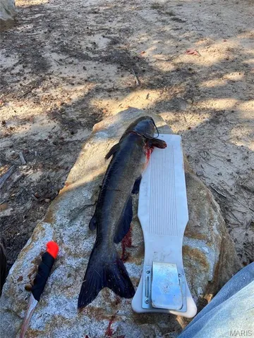 $675,000 | 0 County Road 330, Redford, MO 63665