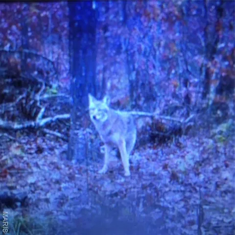 $675,000 | 0 County Road 330, Redford, MO 63665