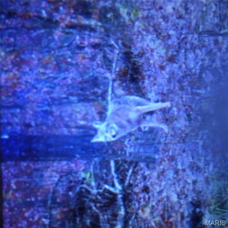 0 County Road 330 Redford, MO 63665 - Photo 92 of 96