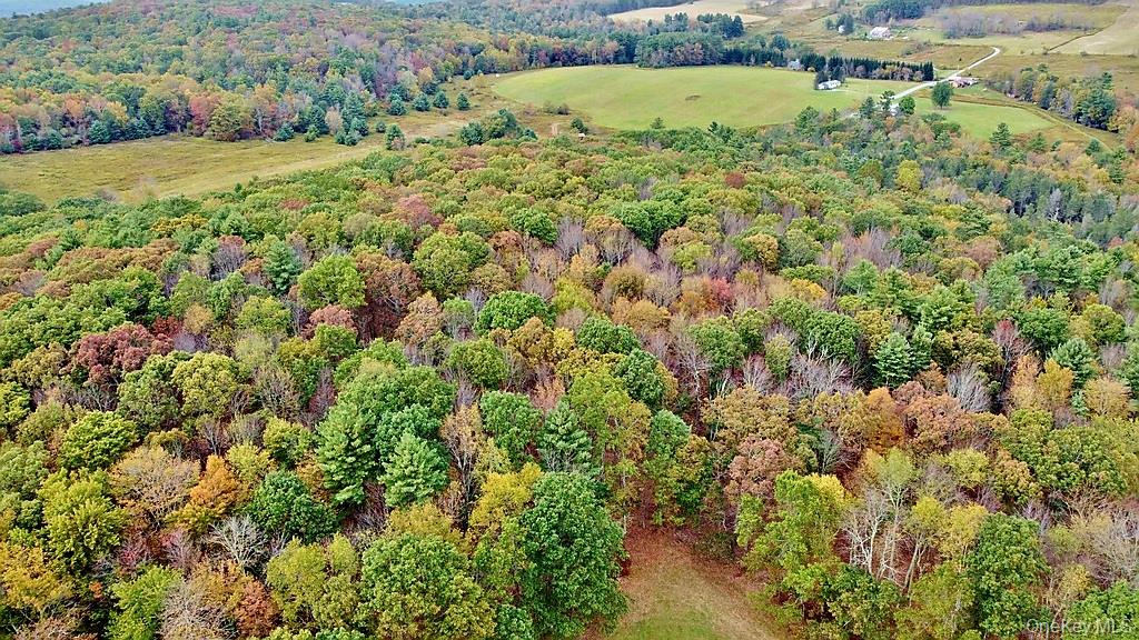 0 Kautz Road Callicoon, NY 12723 - Photo 9 of 12 a view of a lush green forest with lots of trees