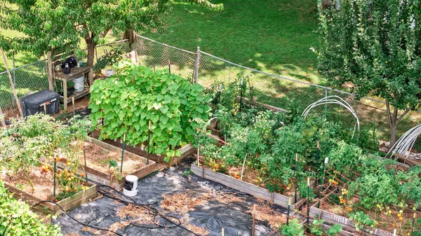 a view of a yard with a large trees