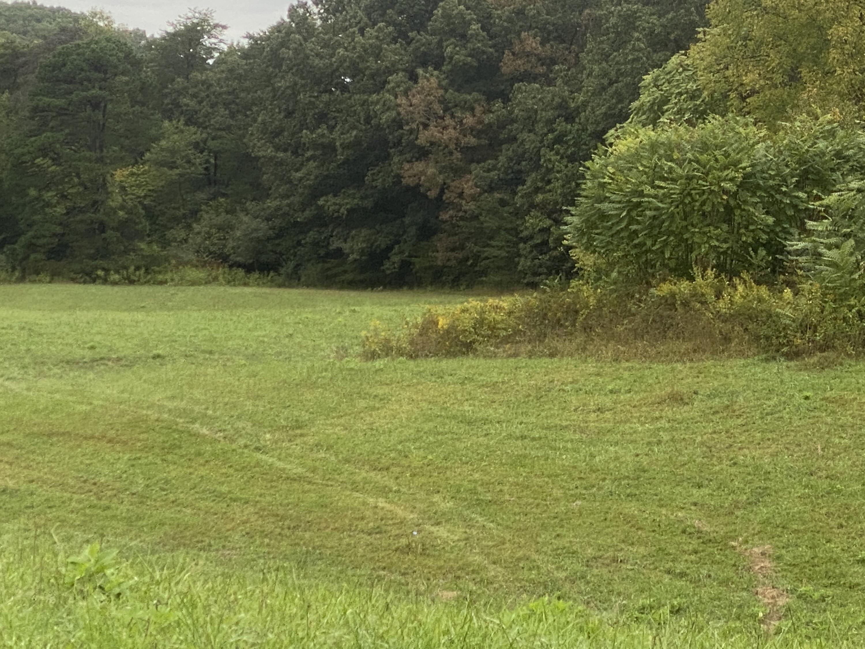 935 Warrensburg Road Greeneville, TN 37743 - Photo 26 of 46 IMG_3945