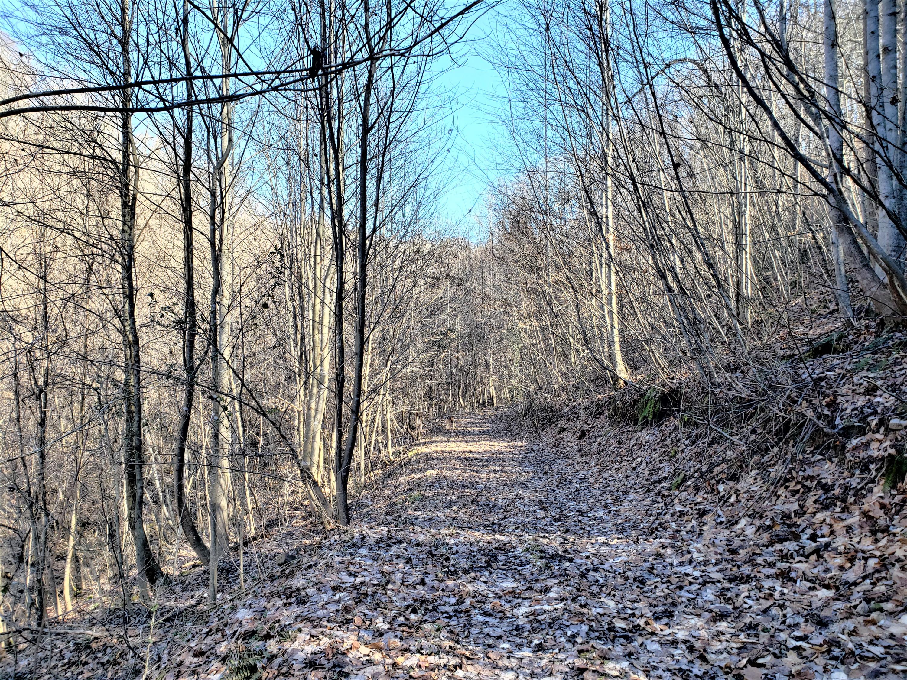 Tbd Hickory Cove Road Surgoinsville, TN 37873 - Photo 12 of 20 10