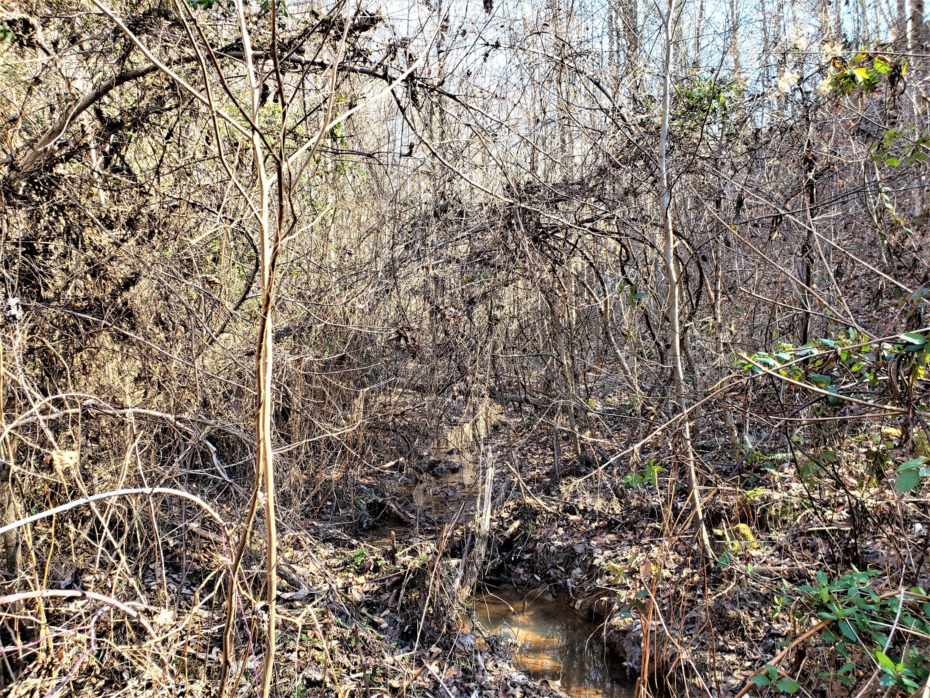 Tbd Hickory Cove Road Surgoinsville, TN 37873 - Photo 14 of 20 12