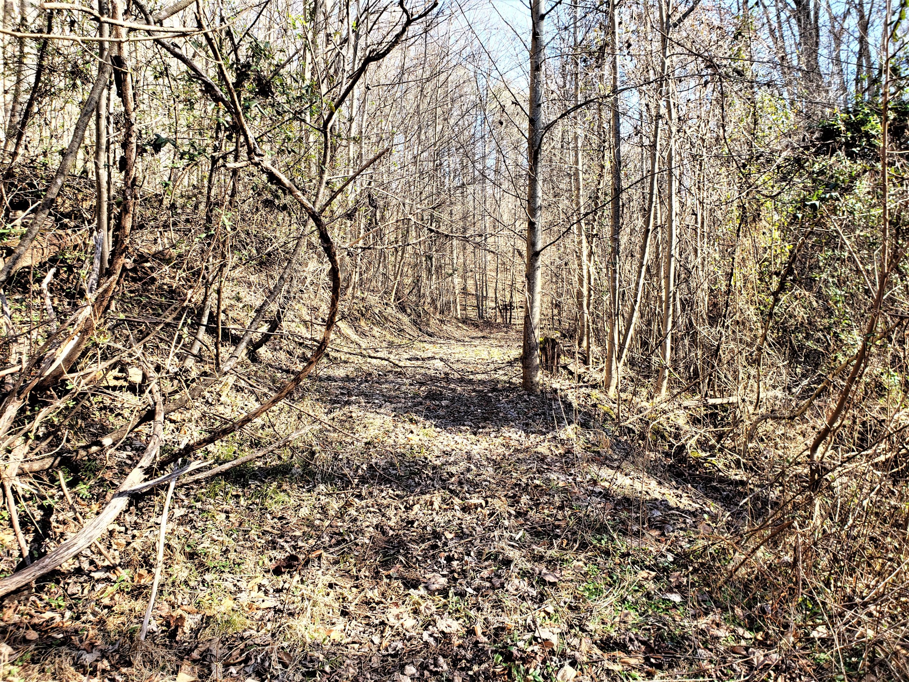 Tbd Hickory Cove Road Surgoinsville, TN 37873 - Photo 17 of 20 15