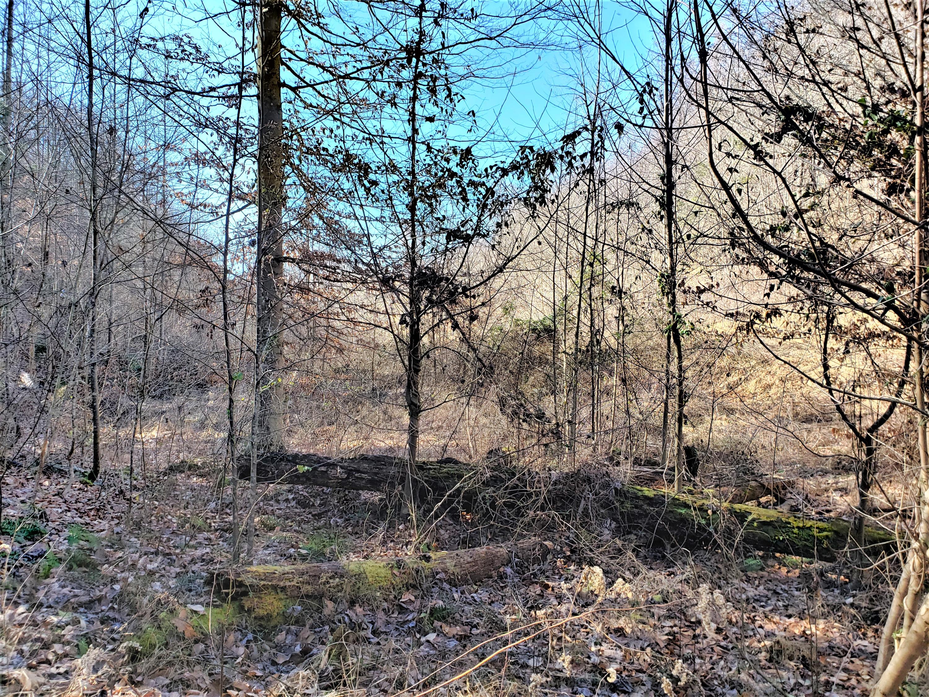 Tbd Hickory Cove Road Surgoinsville, TN 37873 - Photo 2 of 20 14