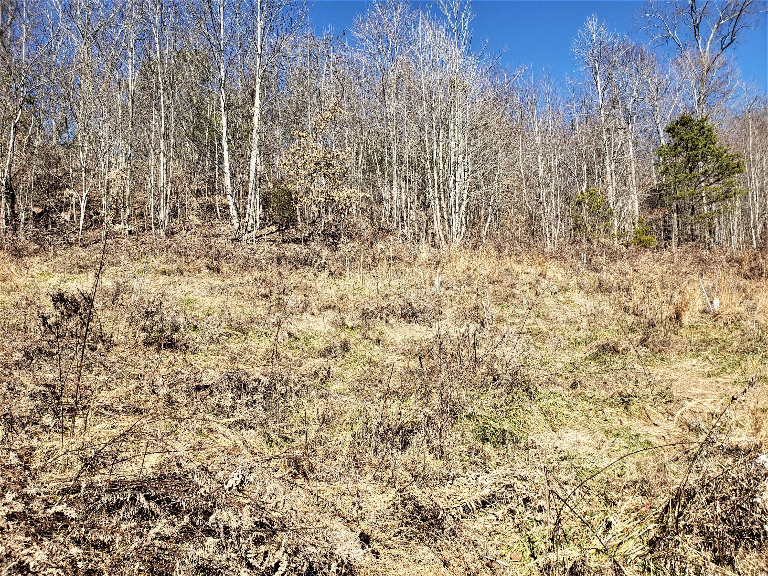 Tbd Hickory Cove Road Surgoinsville, TN 37873 - Photo 3 of 20 17