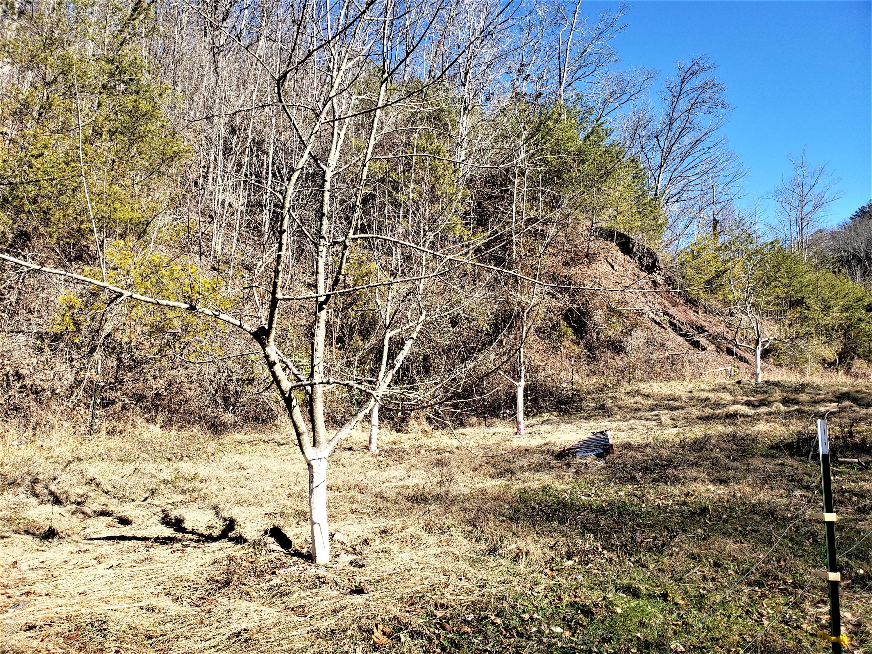 Tbd Hickory Cove Road Surgoinsville, TN 37873 - Photo 4 of 20 2