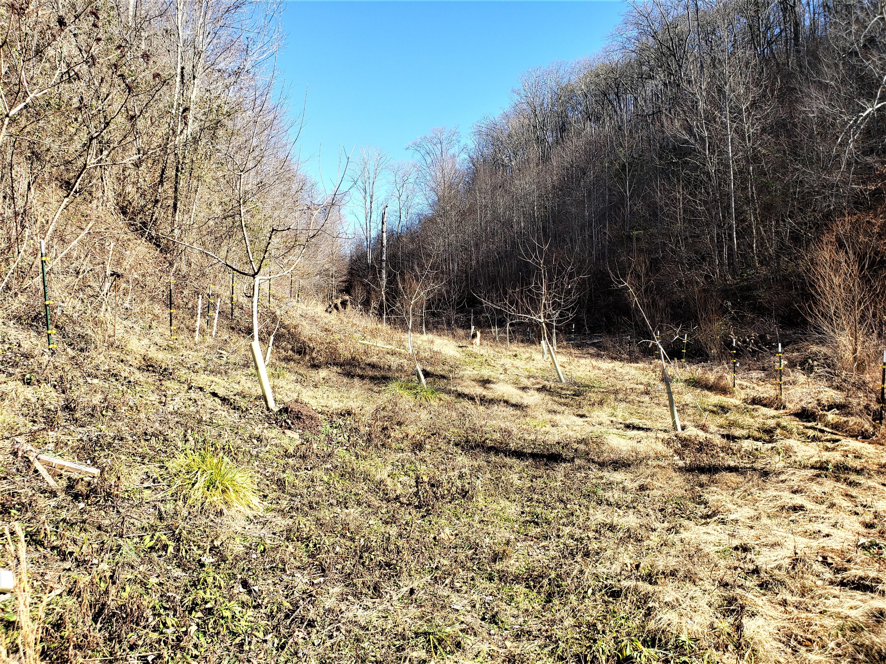 Tbd Hickory Cove Road Surgoinsville, TN 37873 - Photo 6 of 20 4