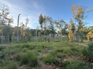 a view of a forest with trees