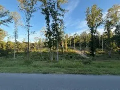 a view of a forest with trees in background