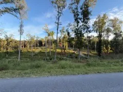 a view of a forest with trees in the background