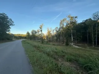a view of a lush green forest