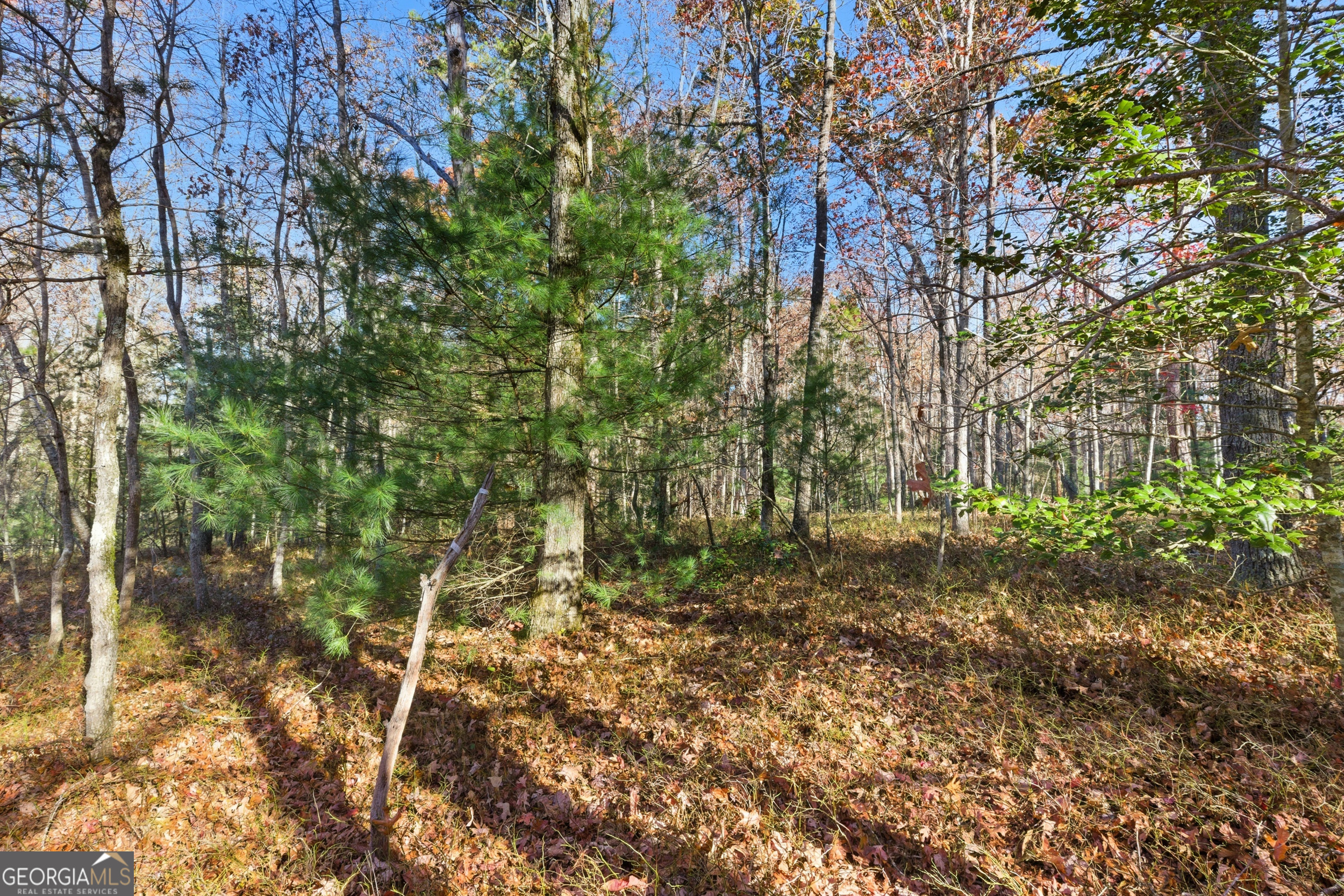 0 Buckhorn Road Clarkesville, GA 30523 - Photo 11 of 21