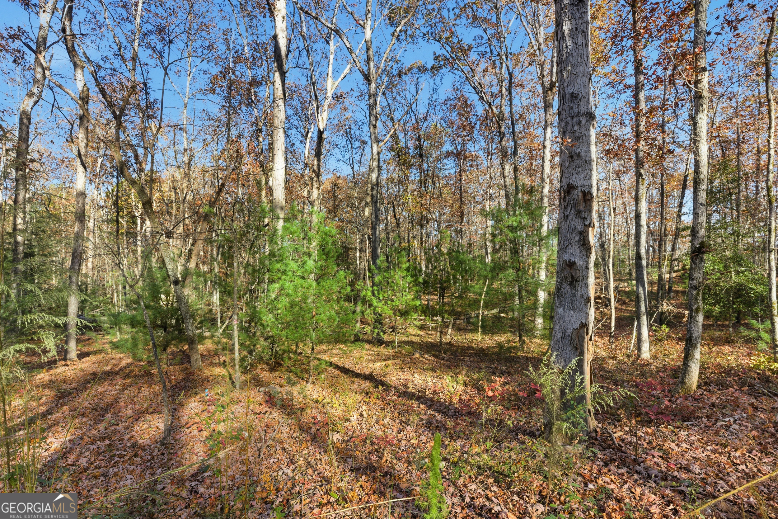 0 Buckhorn Road Clarkesville, GA 30523 - Photo 6 of 21